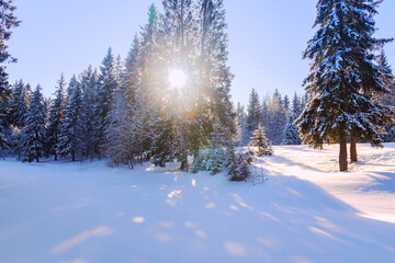 Winter morning landscape of a forest on a clear day.