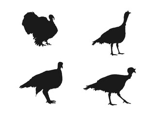 Turkey bird silhouette in black. Set of turkeys silhouette isolated. Farm animals collection icon.  Silhouette turkey on white background.