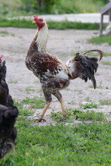 Chickens foraging on a farmyard, showcasing organic poultry farming. Organic eggs.