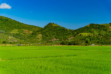 A rice field in Vietnam.
The surroundings of Nha Trang city in Vietnam. Cultivation of cereal crops.