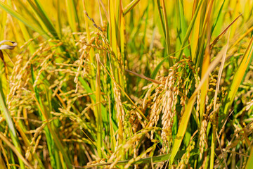 A rice field in Vietnam.
The surroundings of Nha Trang city in Vietnam. Cultivation of cereal crops.