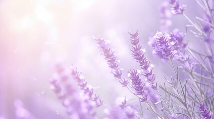 Fototapeta na wymiar Soft lavender single color background, tranquil and spring-like with text space.