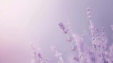 Obraz premium Soft lavender single color background, tranquil and spring-like with text space.
