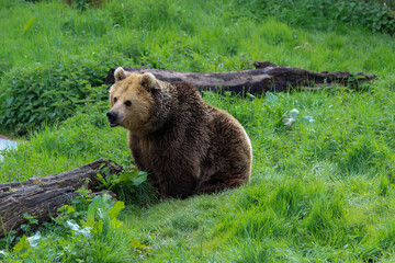 Resting Bear