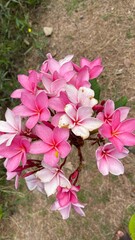 The Frangipani ,Temple Tree  pink and white flowers