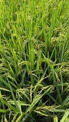 Paddy green rice field before harvest background.