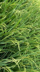 rice  grass background