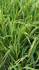 Paddy green rice field before harvest background.