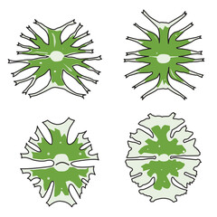 Desmids are the grup of microalgae in order Desmidiales.