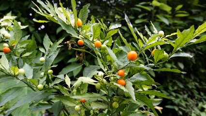 Solanum pseudocapsicum species is mildly poisonous fruit known as the Jerusalem cherry, Madeira winter cherry - obrazy, fototapety, plakaty
