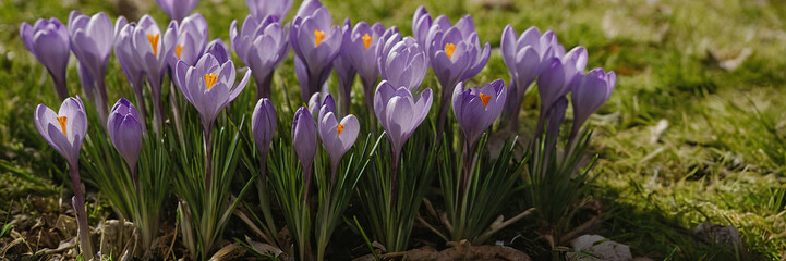 Close-up of blooming purple crocus flowers in springtime