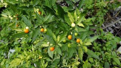 Solanum pseudocapsicum species is mildly poisonous fruit known as the Jerusalem cherry, Madeira winter cherry