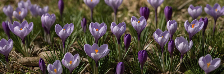 Close-up of blooming purple crocus flowers in springtime