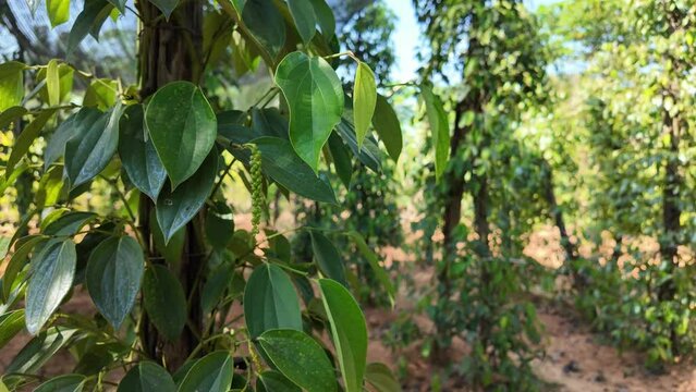 Lush pepper plant with green leaves and unripe drupes in a tropical agricultural setting, showcasing sustainable farming practices