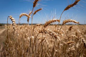 Fototapeta premium ears of wheat on the field