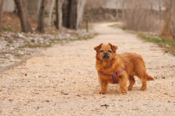 Naklejka premium Perrita Nami posando en camino de tierra del paseo en la ribera del río Serpis de la Alqueria de Aznar, España