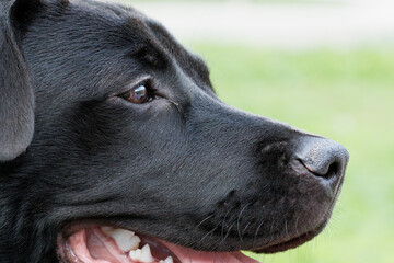 Cabeza de perro joven mestizo negro hembra con la mirada posada en el infinito, Alcoi, España