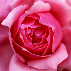 A beautiful and delicate pink rose macro