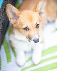 Cute Pembroke Welsh Corgi puppy with huge ears and puppy dog eyes laying outside on a green mat on a beautiful sunny day.