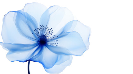Blue flower petals isolated on transparent background.