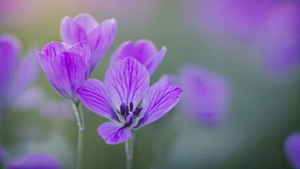 Fototapeta premium purple flowers with a green background, 