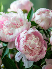Banner or wallpaper featuring pink peonies 