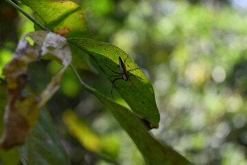 Naklejka premium A striped lynx spider perched on the underside of a leaf