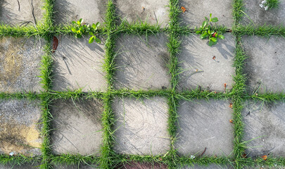 Top view square block cement concrete green grass pattern parking. Geometric concrete Eco parking...