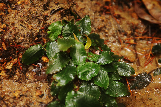 Cryptocoryne bogneri in Sri Lanka