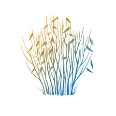 Leafless winter bush. Hand drawn colourful sketch. Line art. Black and white design element on white background. Isolated. Tattoo image. - 739112049