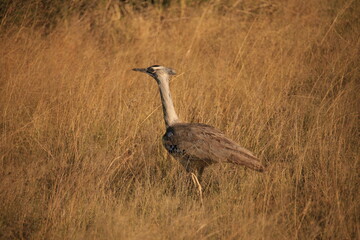 a kori burstard in the grasslands of Etosha NP