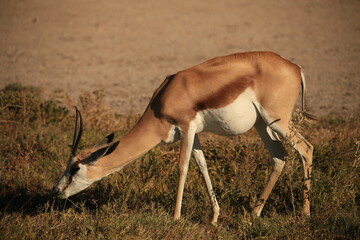impala antelope in Etosha NP