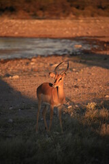 impala antelope in Etosha NP