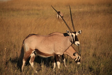 two oryx antelopes in the grasslands of Etosha NP