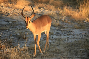 impala antelope in Etosha NP