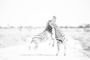 black and white picture of two fighting zebras on a gravel road in Etosha