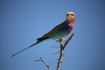 lilac breasted roller on a twig in Etosha NP © Marcel