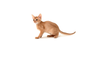Fototapeta premium ginger purebred kitten sits on an isolated white background