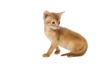 ginger purebred kitten sits on an isolated white background