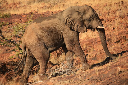 a rare desert adapted elephant in the rocky landscape of Damarland, Namiba