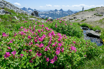 Mimulus lewisii (Purple Monkey Flower) wildflowers along the Skyline Trail loop. Mount Rainier National Park. Washington State.