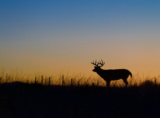 Whitetail buck - silhouette on a ridge top at twilight