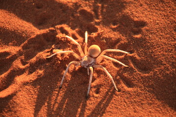 white dancing lady spider in the red sand of Namib desert