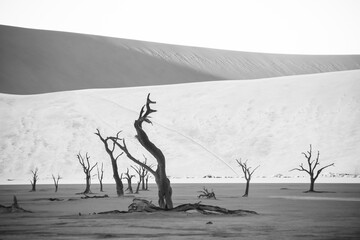 black and white picture of Deadvlei with its dead trees in the clay pan of namib desert