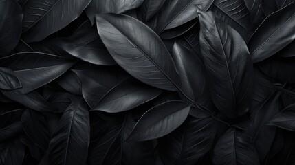 Textures of abstract black leaves for tropical leaf background. - obrazy, fototapety, plakaty
