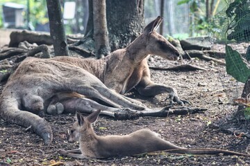 Port Douglas, Queensland, Australia