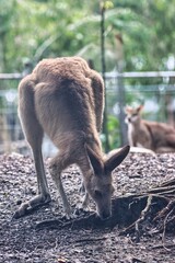 Port Douglas, Queensland, Australia