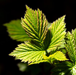 Raspberry leaves in spring isolated black background. Macro