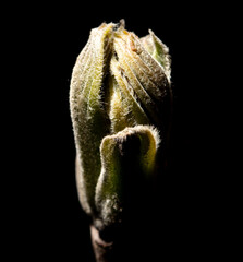 Opened walnut bud in spring isolated on black background. Macro