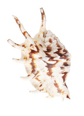 Sea shell isolated on white background. Close-up